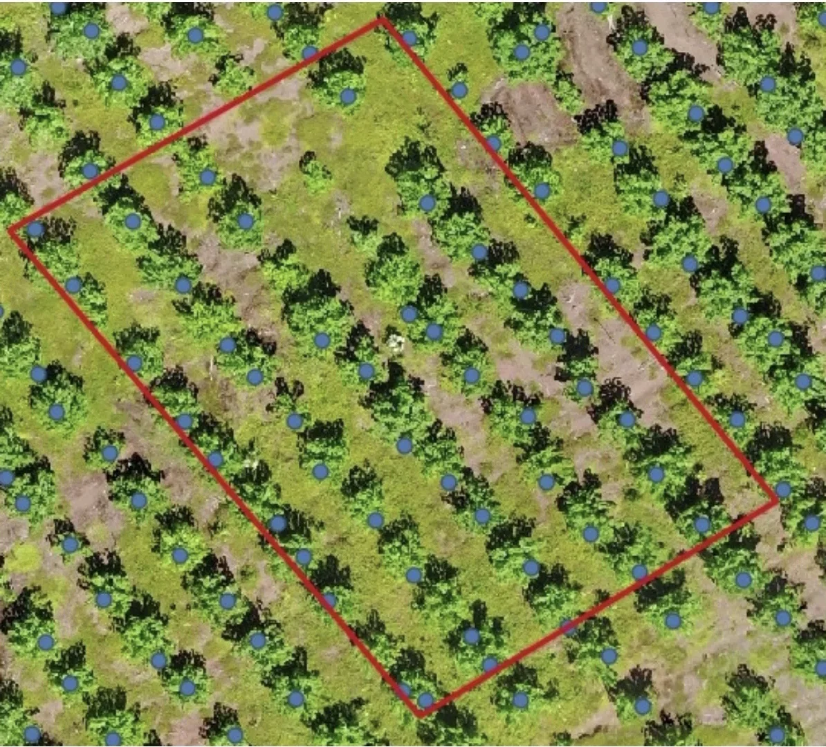 Automated tree counting over orthomosaic