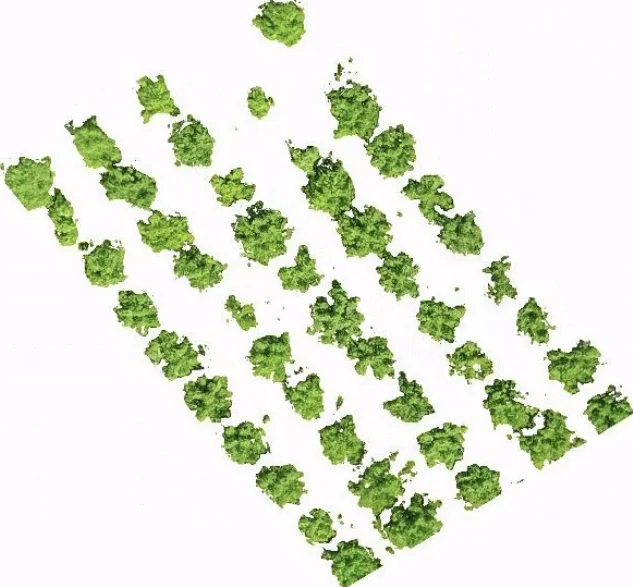 Individual tree crowns detected automatically