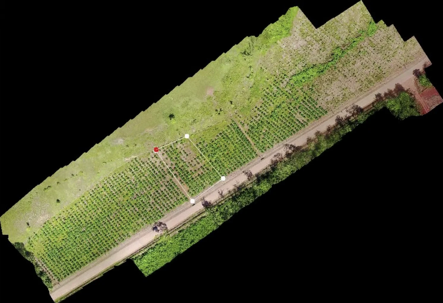 Drone orthomosaic of a tree plantation