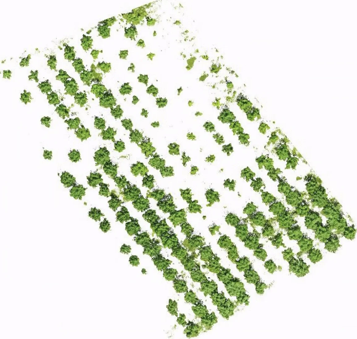 Extracted crowns across plantation rows